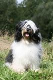 TERRIER DU TIBET 332